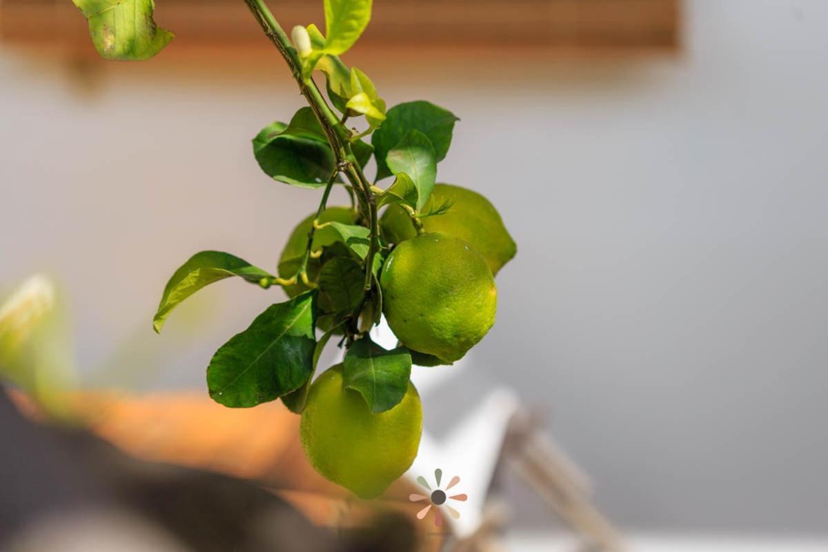טורה לפילו Agriturismo Tenuta Margherita מראה חיצוני תמונה
